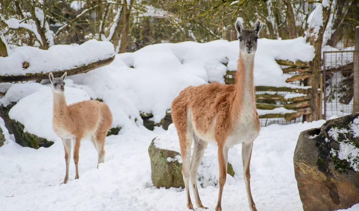 zoo jihlava photo 10