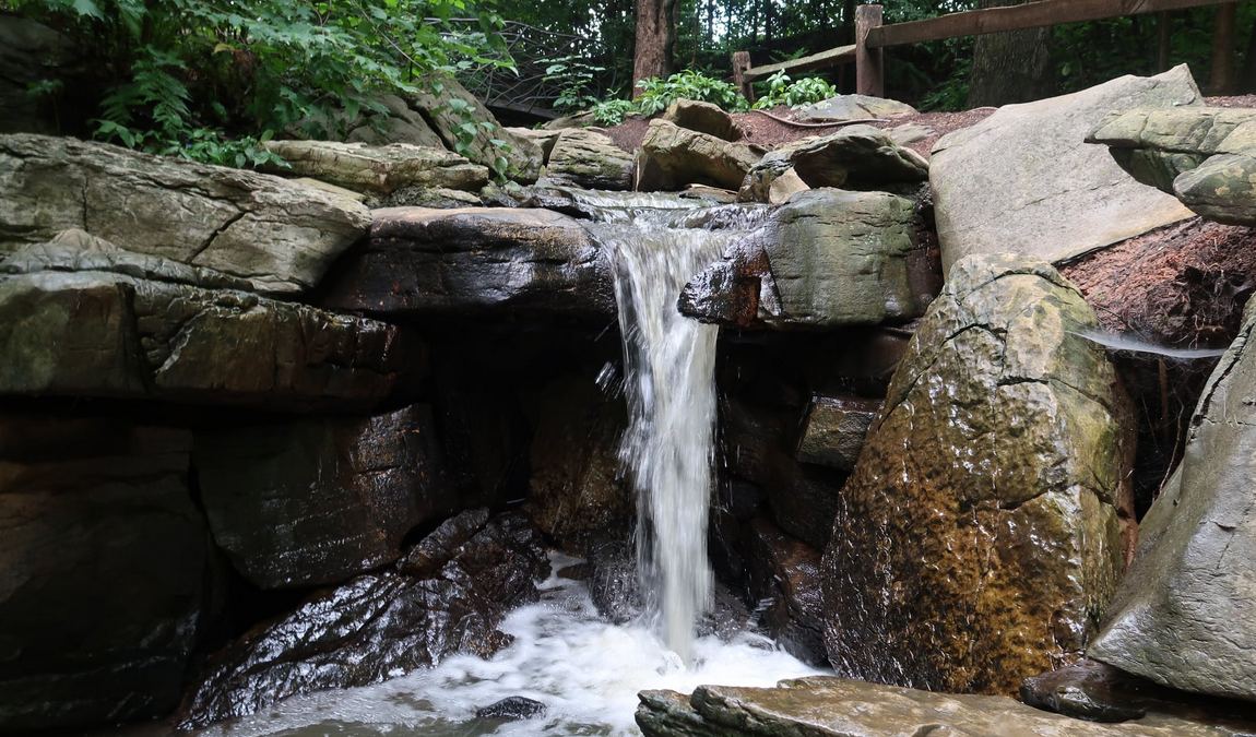 bog garden at benjamin park photo 1