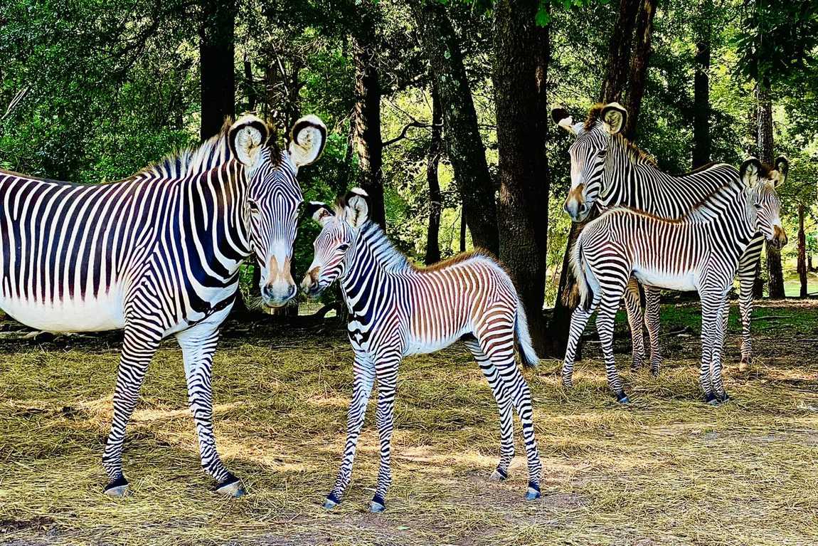 lazy 5 ranch photo 5