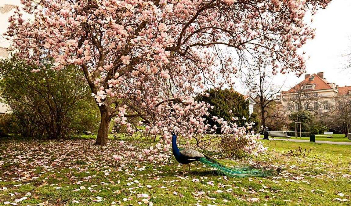 vojan gardens photo 1