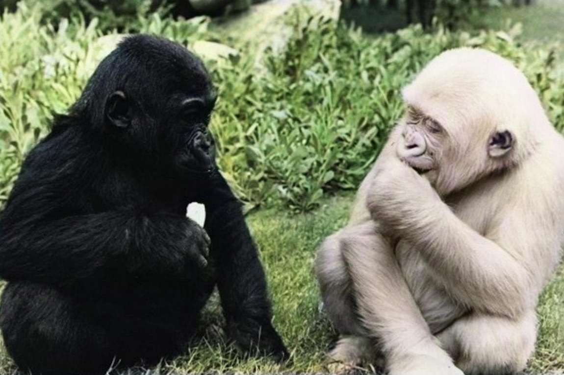 barcelona zoo photo 4