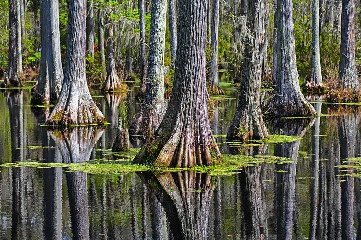 bullington gardens photo 3