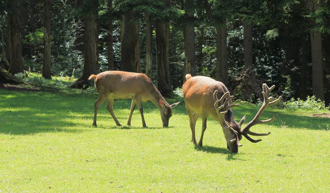 wildpark schwentinental photo 2