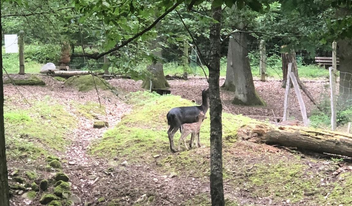 wildpark retter hofheim photo 2