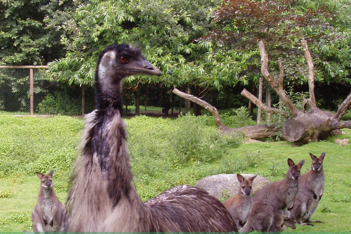 ludwigslust zoo photo 3