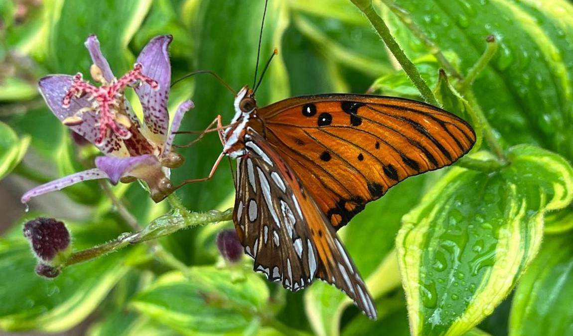 cole family monarch conservation center & butterfly house photo 4