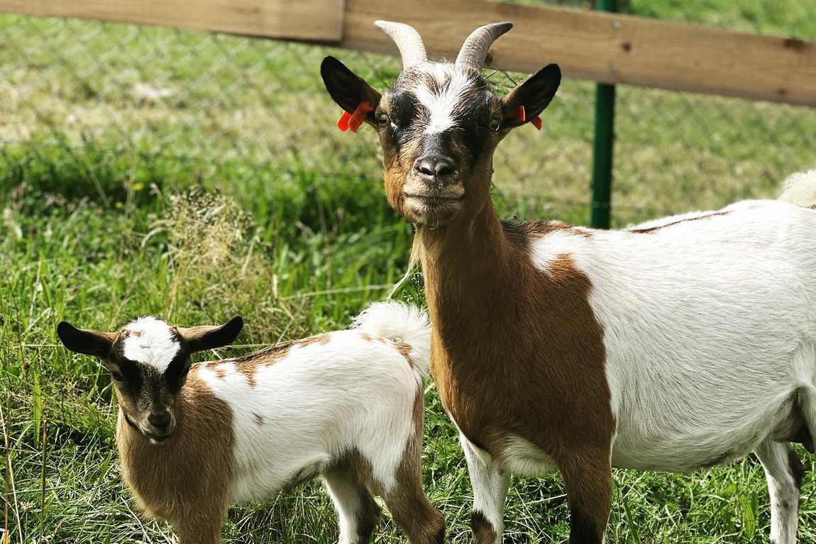 little farmers photo 1