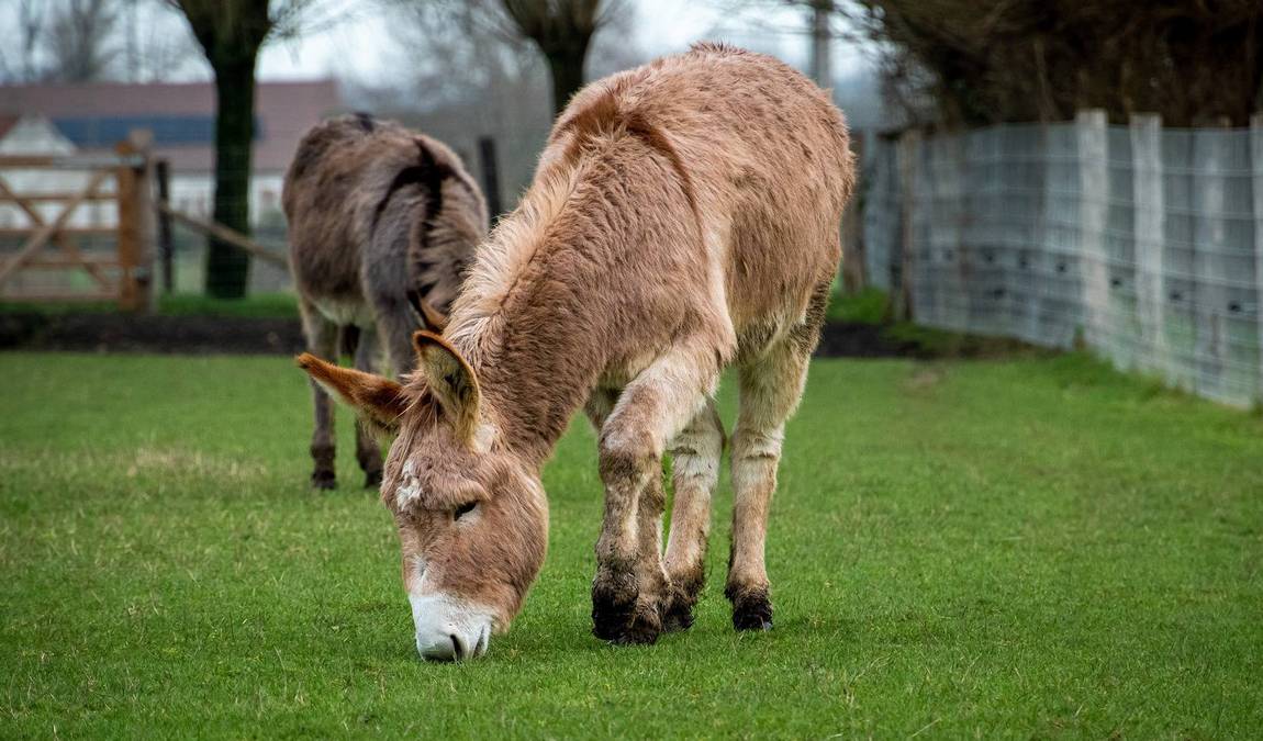children’s farm at görlitzer park photo 3