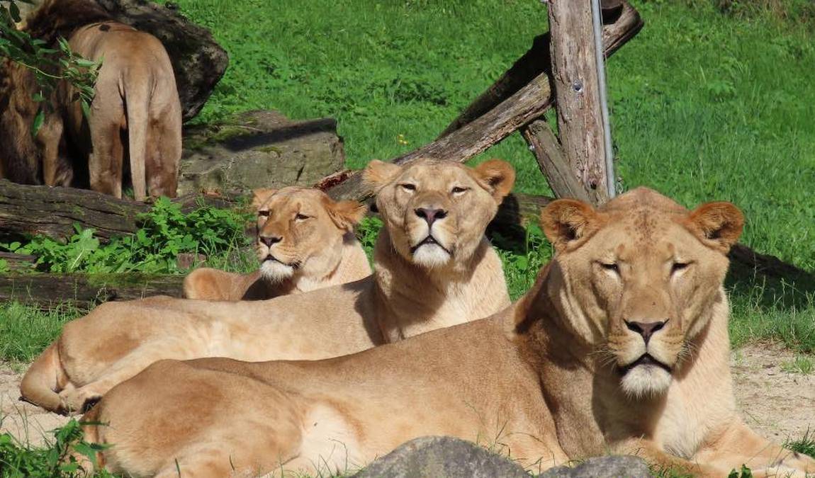 zoo herberstein photo 1