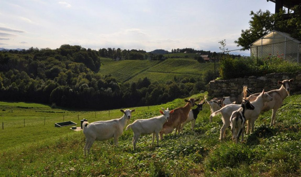 barenhof berghausen photo 6