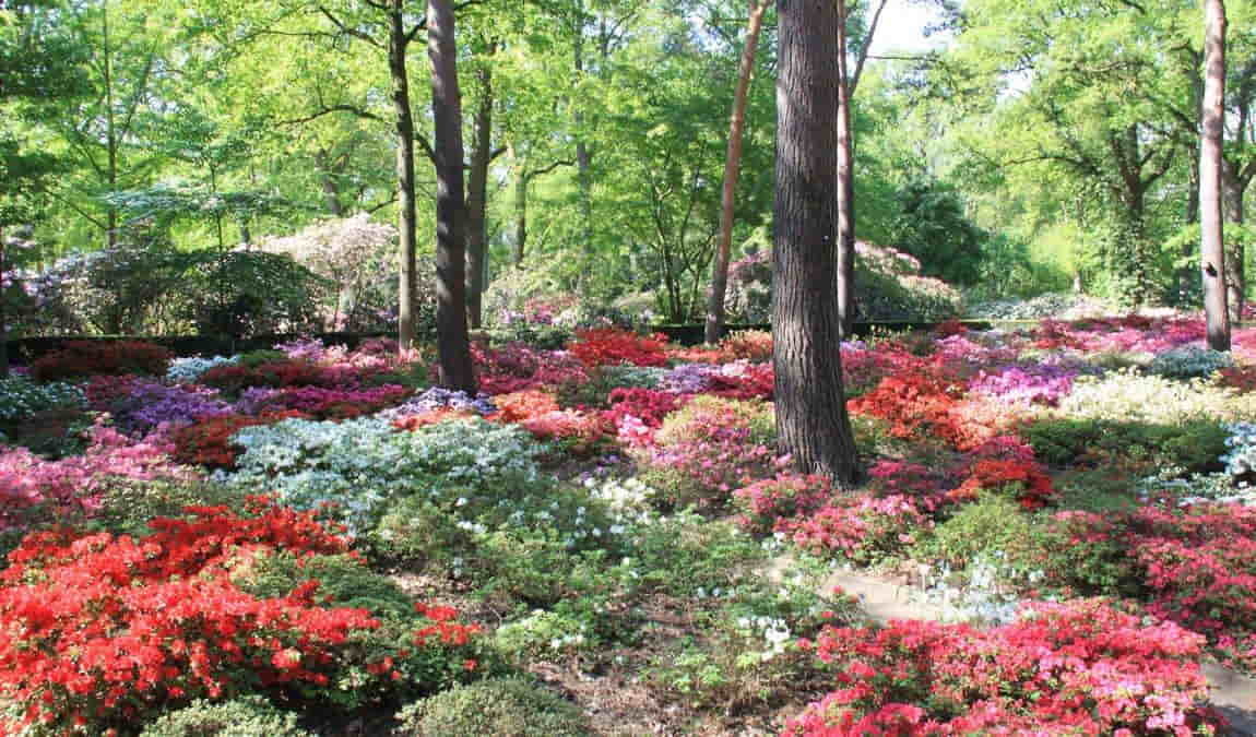 rhododendron park photo 2