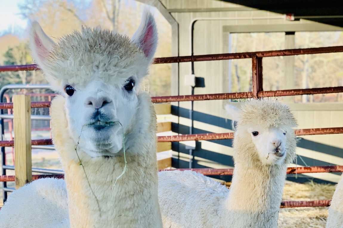 crandall bowles children's farm photo 2