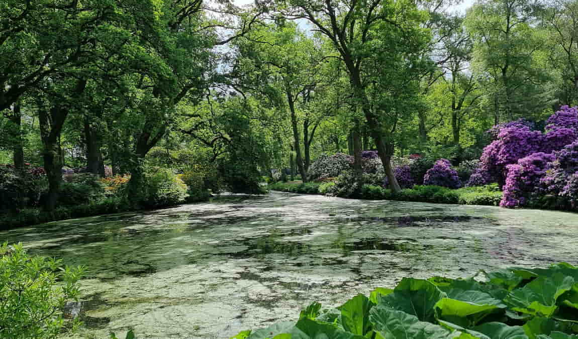 rhododendron park photo 3