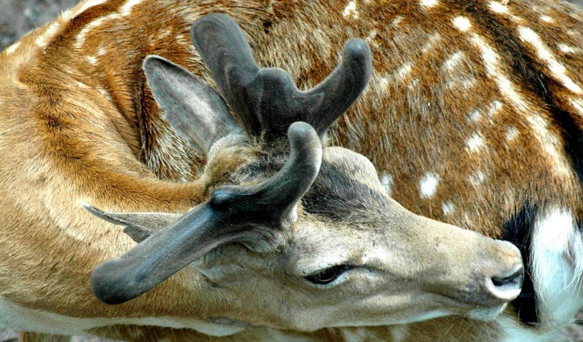 zoo and garden fasanerie photo 5