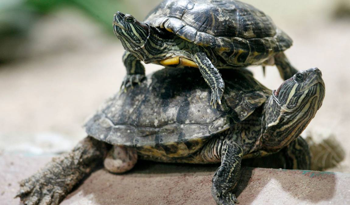 theme park marine aquarium photo 5