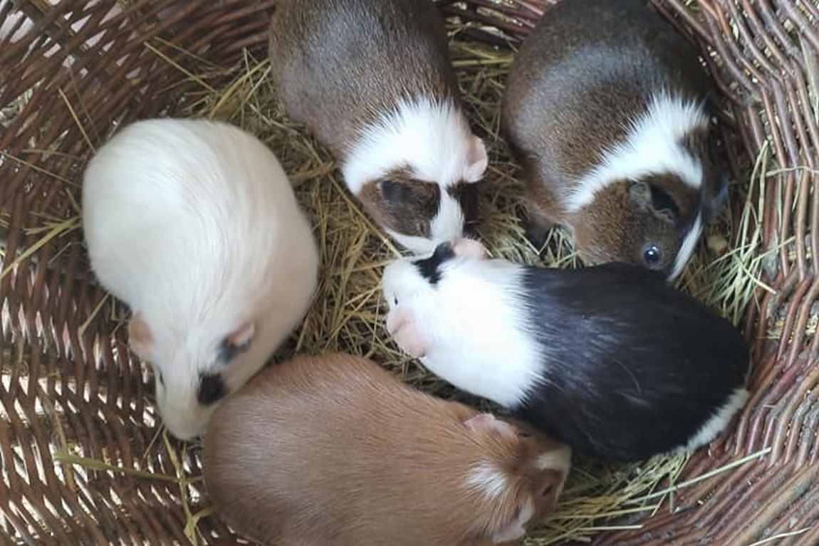 farma u tri koniku photo 3