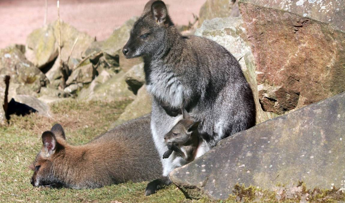 chemnitz zoo photo 5