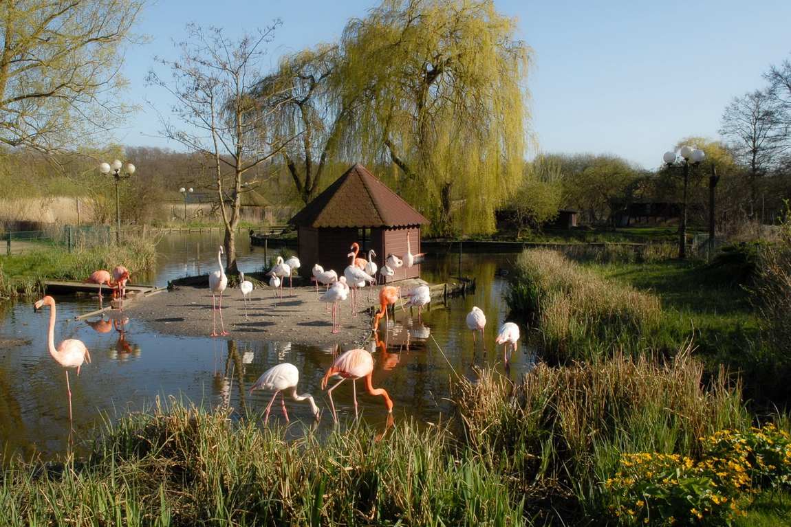 bird park niendorf photo 2