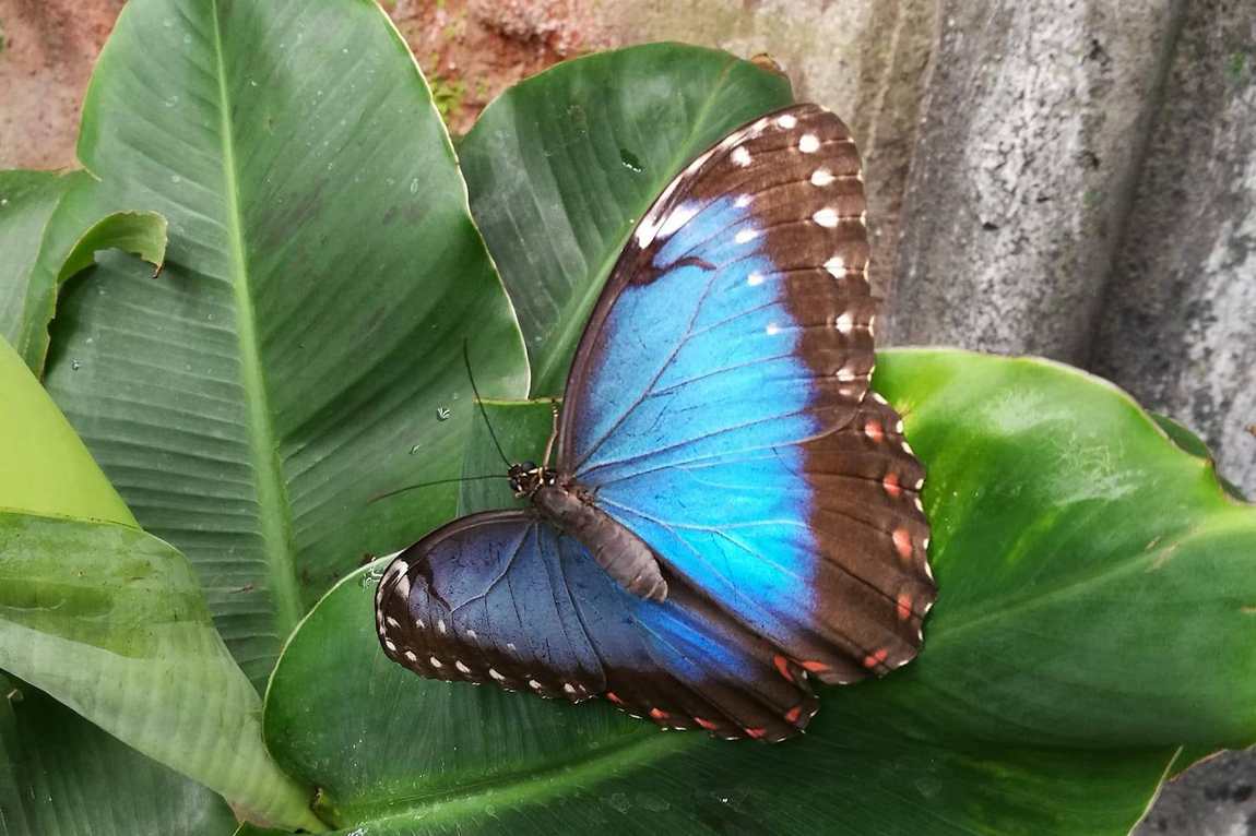 papilonia prague photo 2