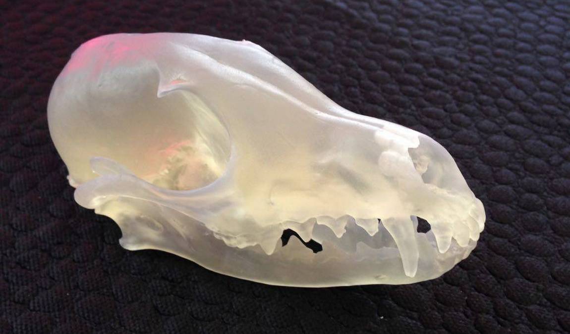 natural history museum photo 10