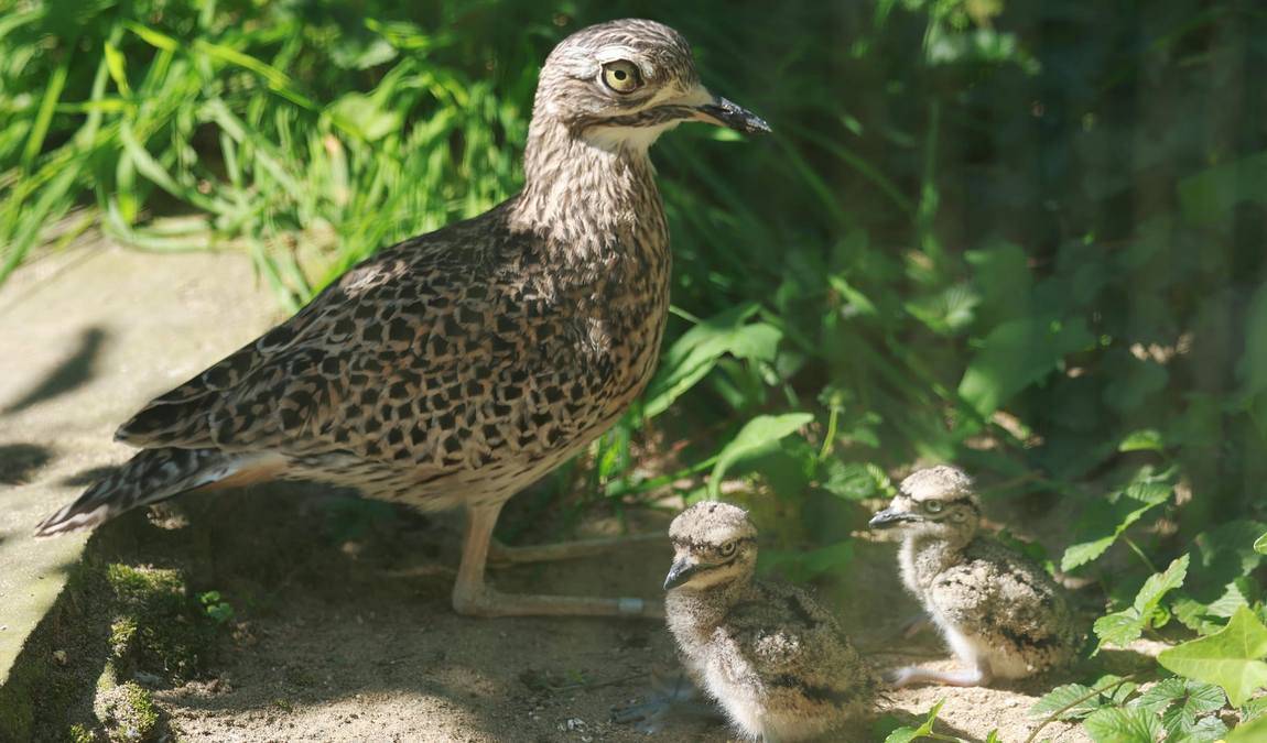 wuppertal zoo photo 1