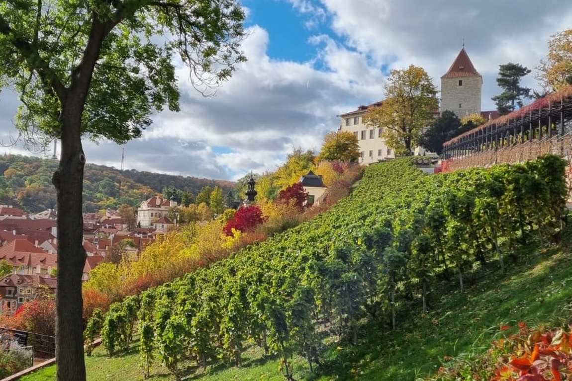 wenceslas vineyard photo 1