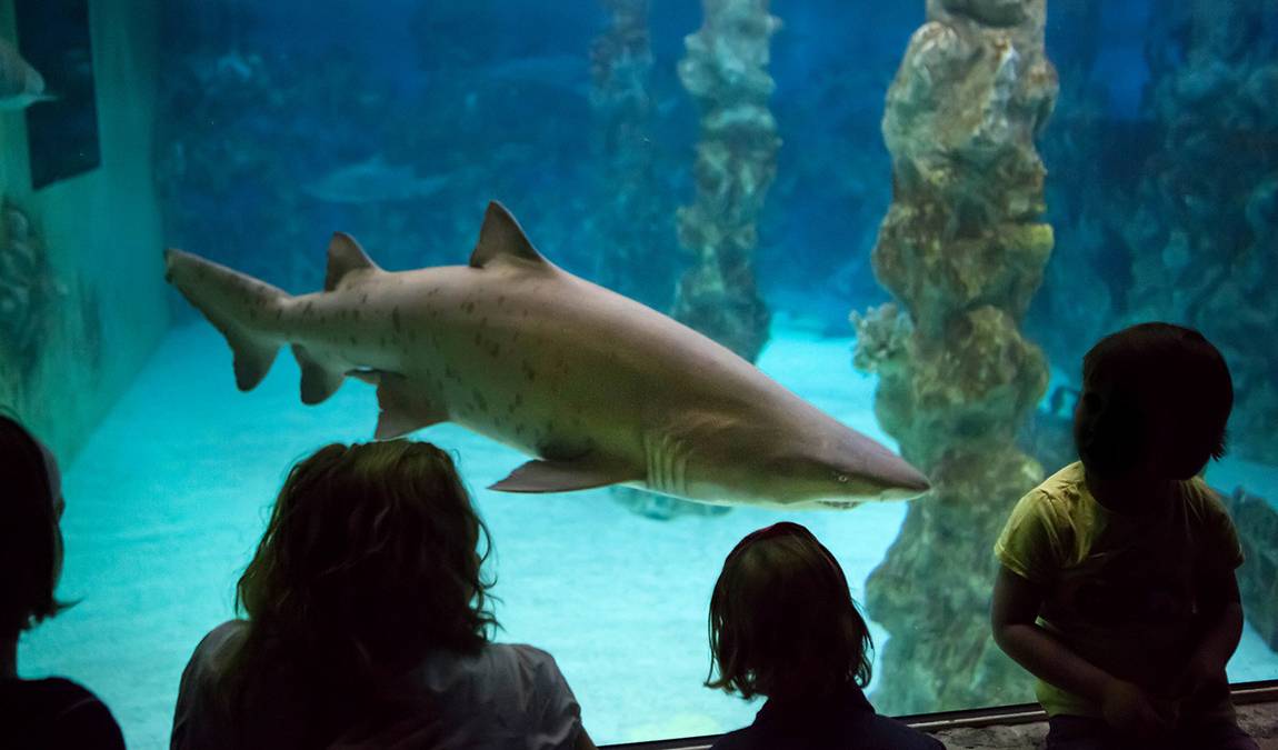 theme park marine aquarium photo 3