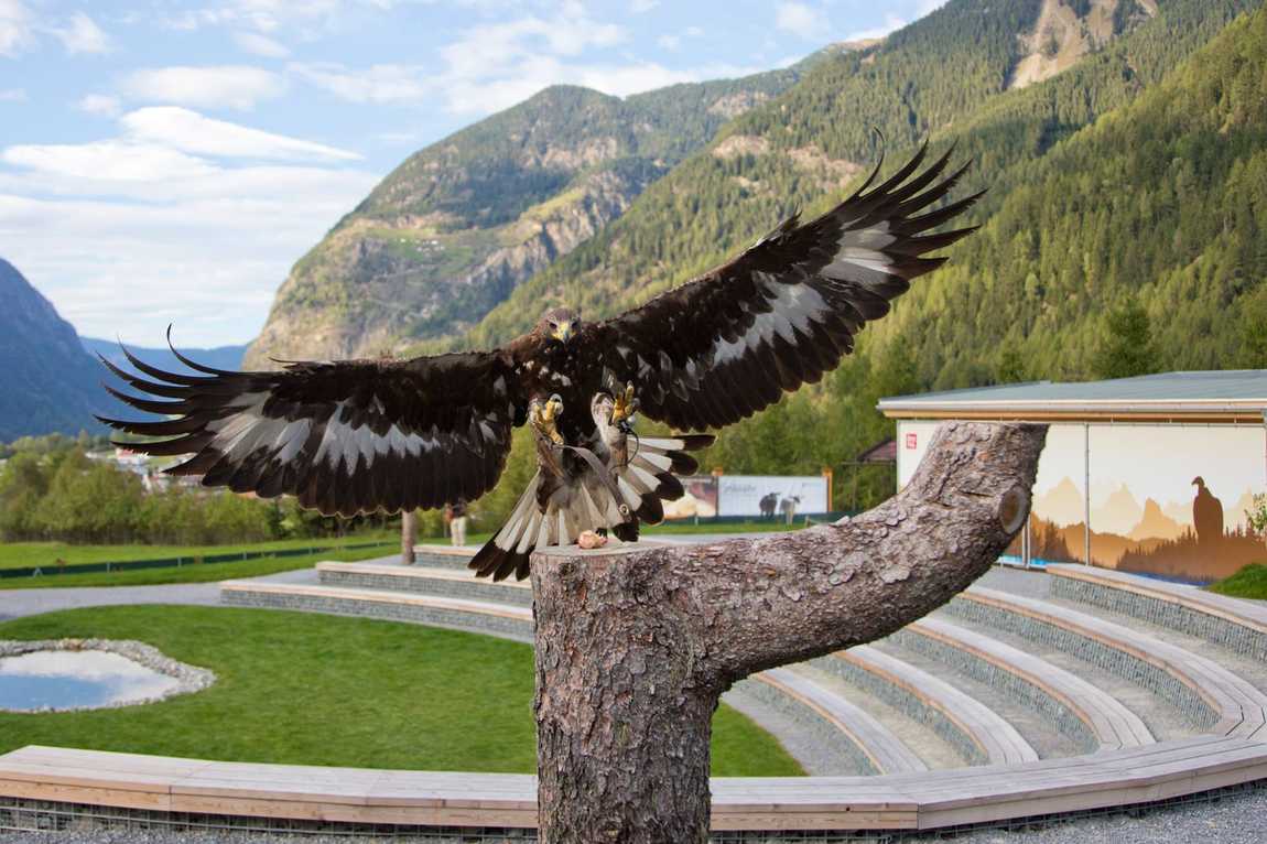 birds of prey park umhausen photo 3