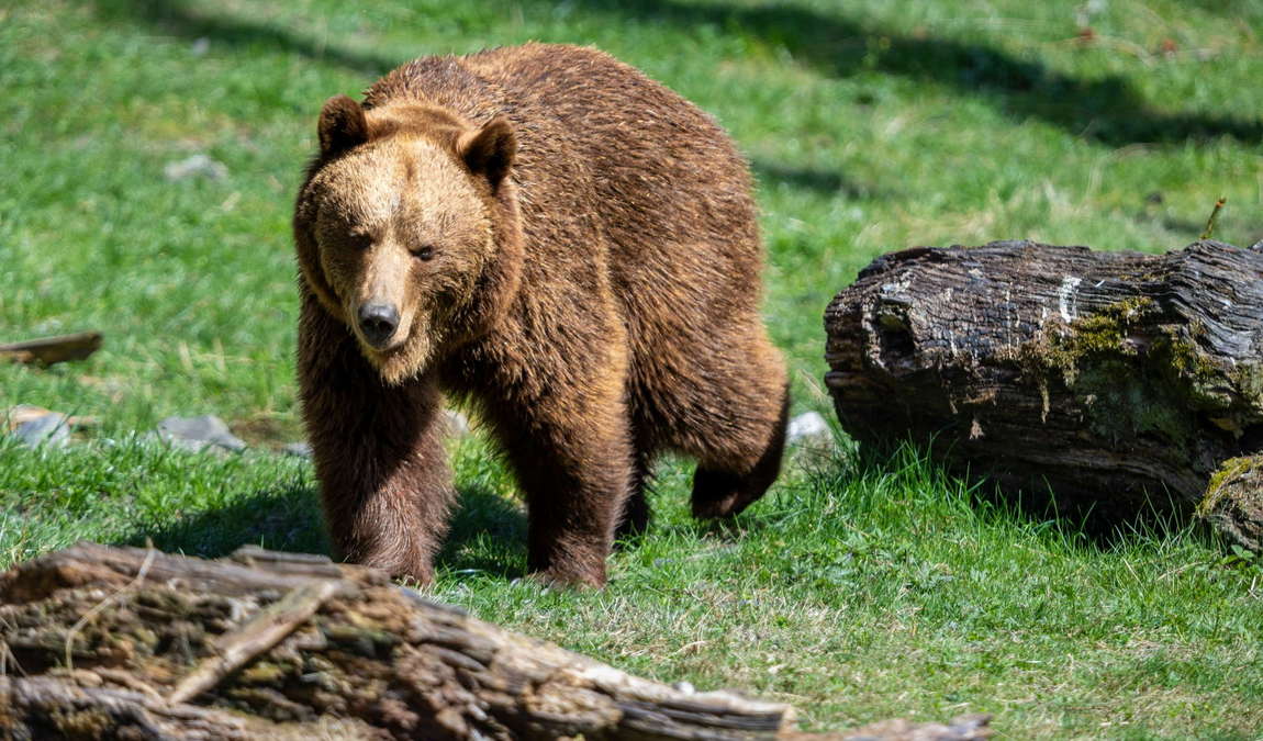 tierpark mautern photo 2