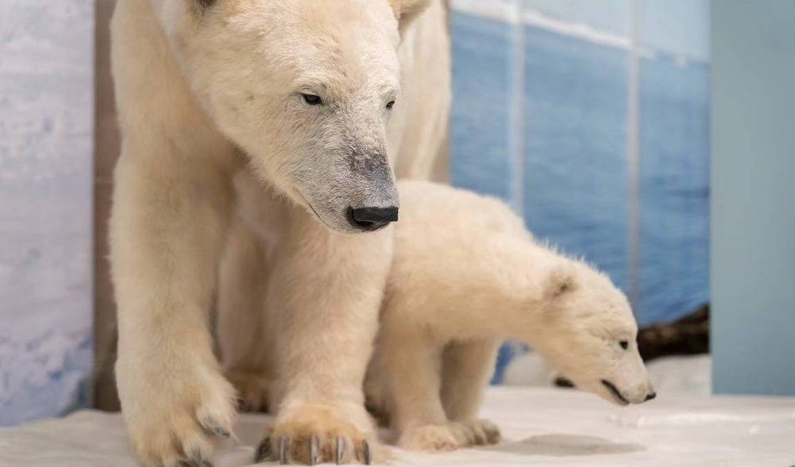 museum koenig photo 5