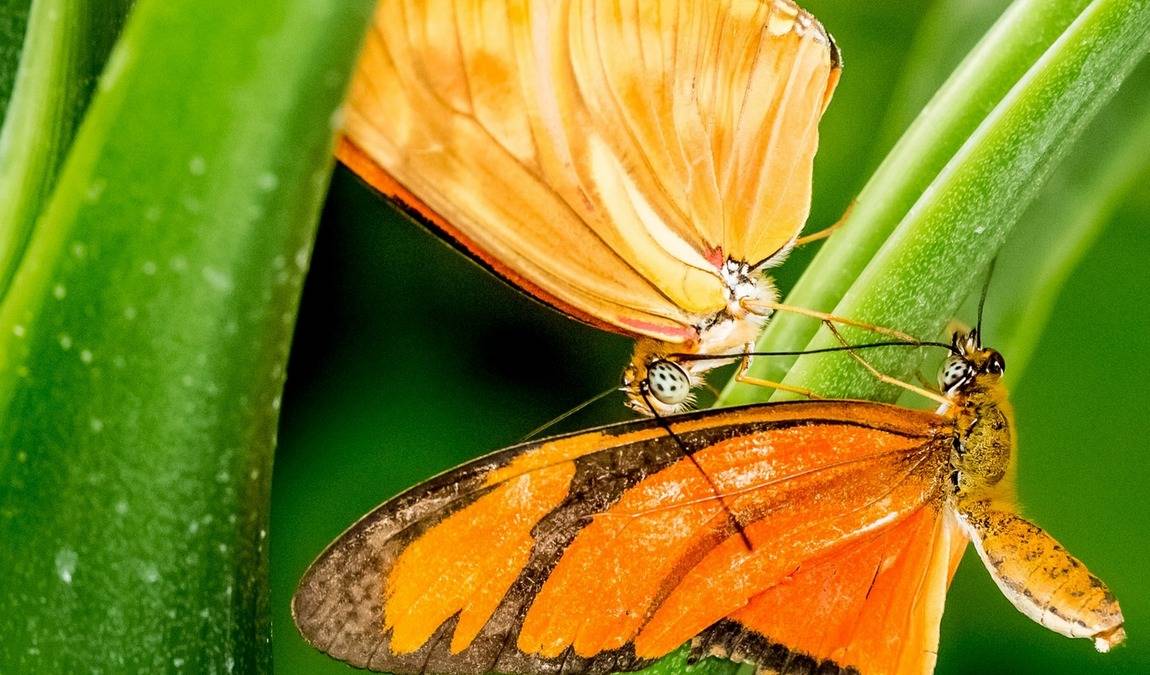 butterfly house in elbauenpark photo 8