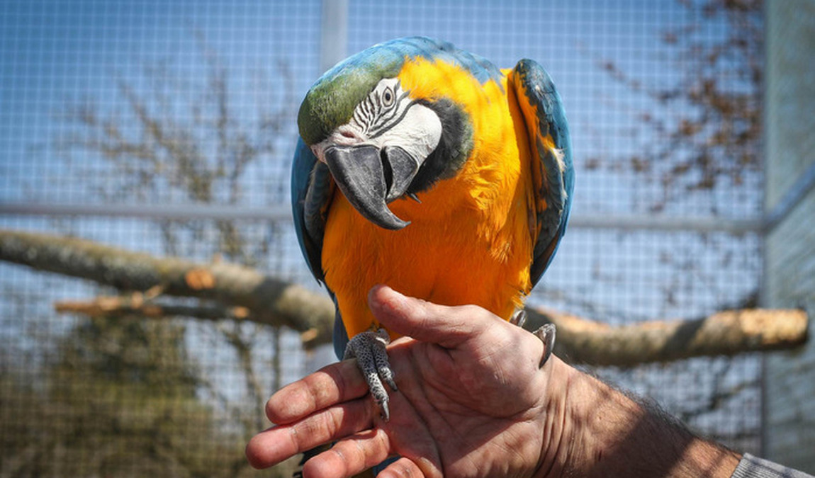 statek u merlina photo 3