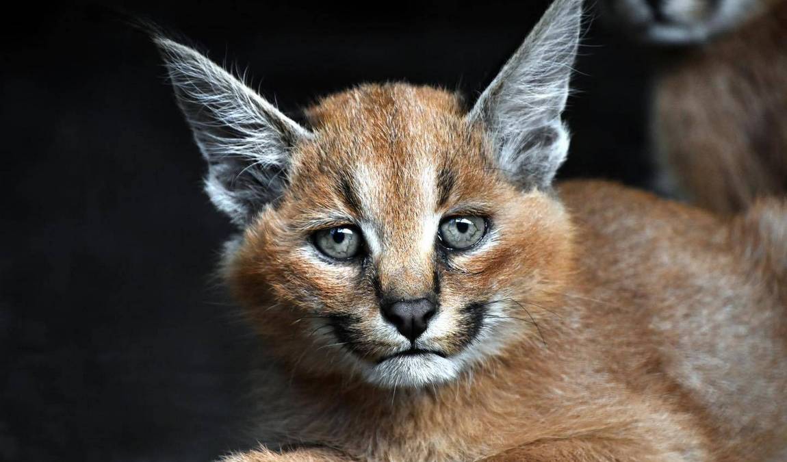kameltheater and white zoo - kernhof photo 1