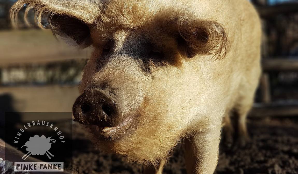kinderbauernhof pinke-panke photo 3