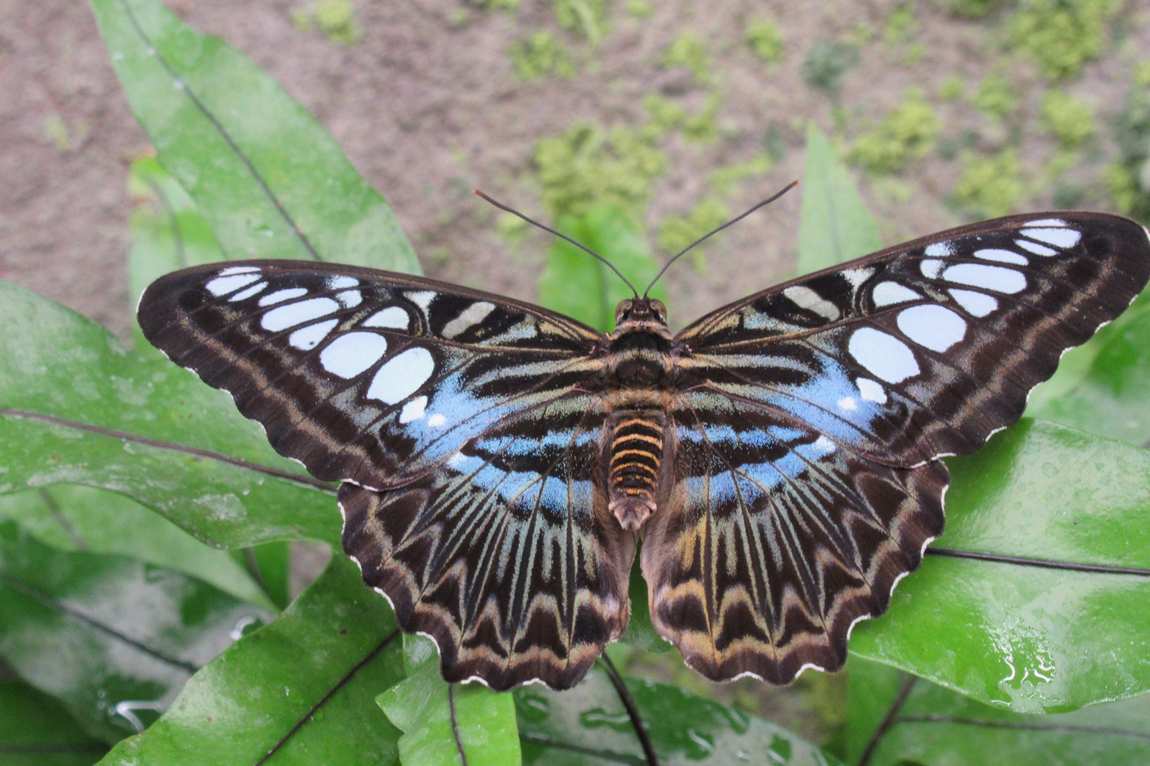 papilonia prague photo 4