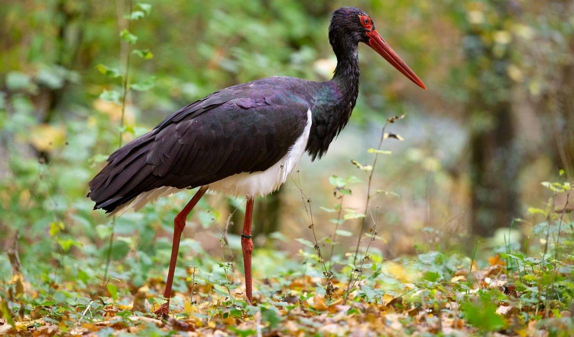 bad mergentheim wild park photo 8