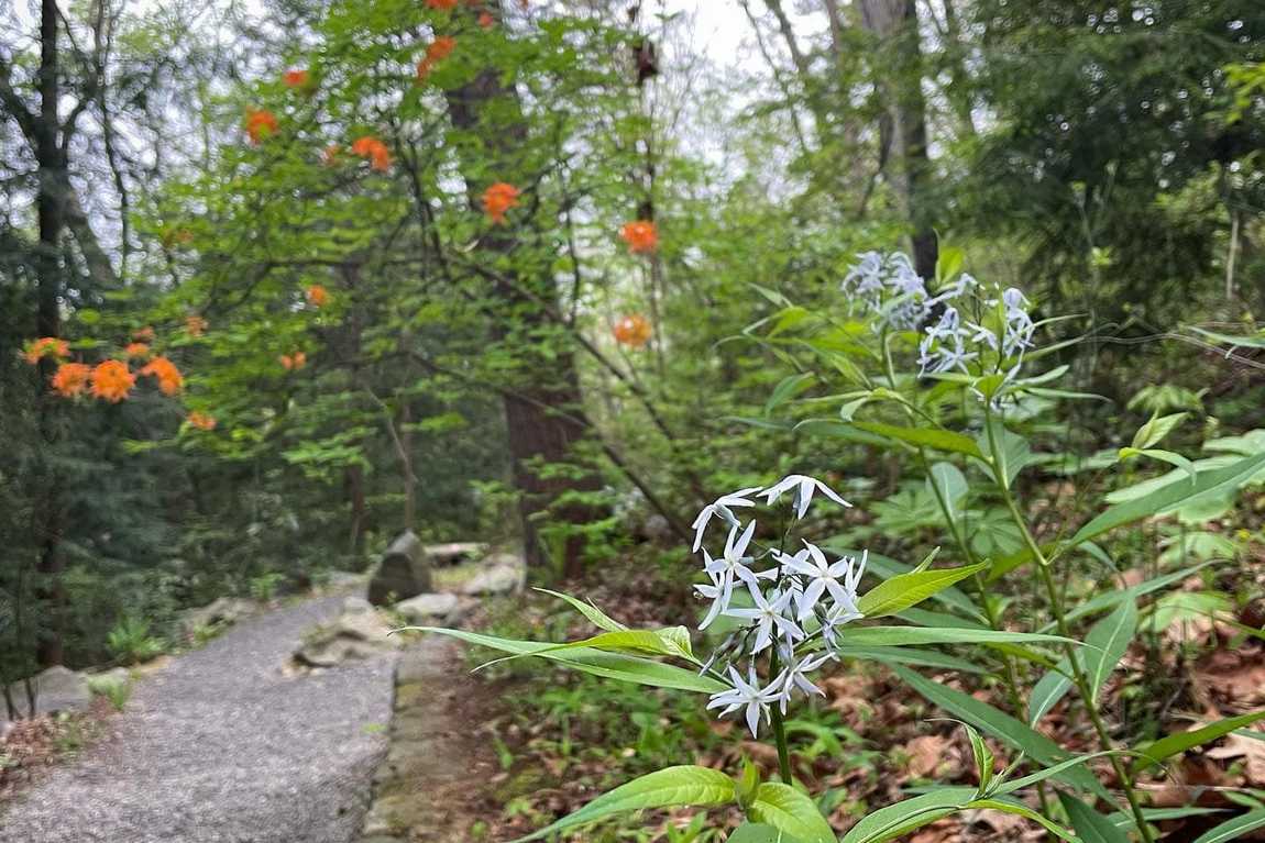 asheville botanical garden photo 3