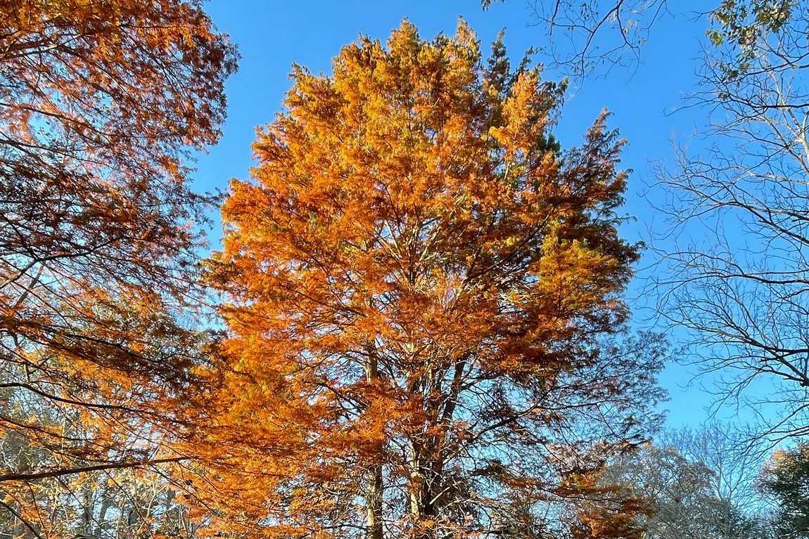 asheville botanical garden photo 2