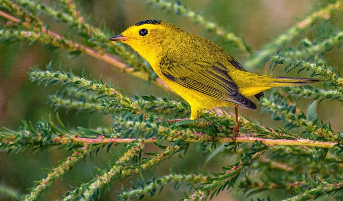 roosevelt wilson park photo 4