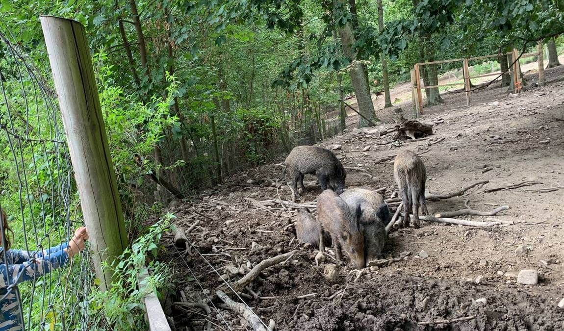 wildpark retter hofheim photo 3