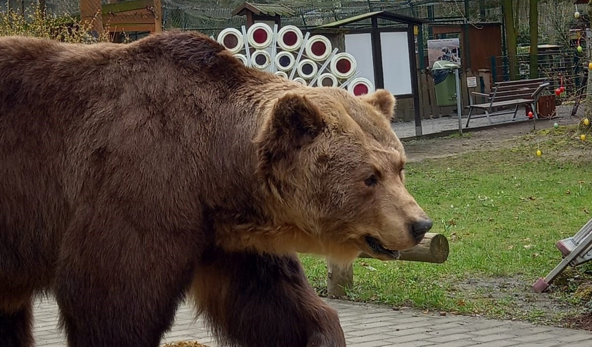 bischofswerda zoo photo 5