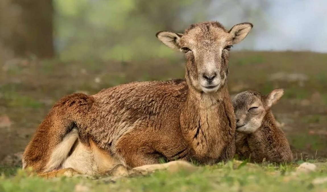 wildpark feldkirch photo 2