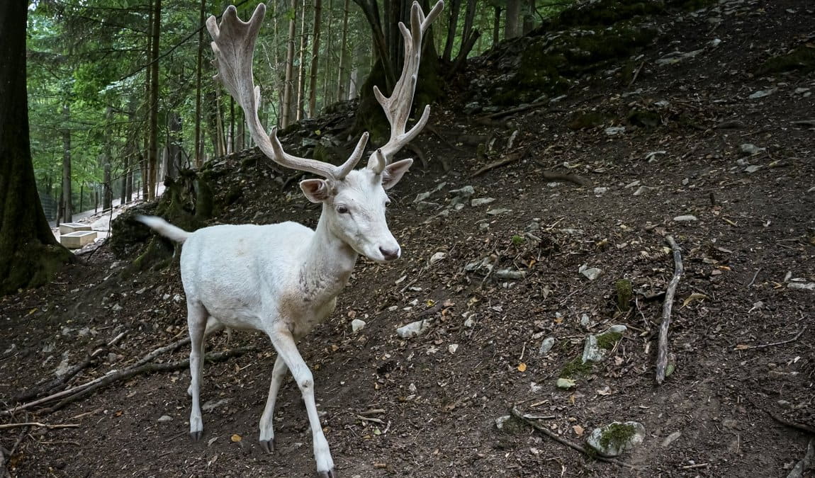 wildpark hundshaupten photo 3