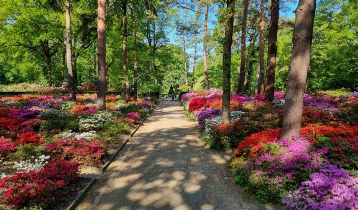 rhododendron park photo 8