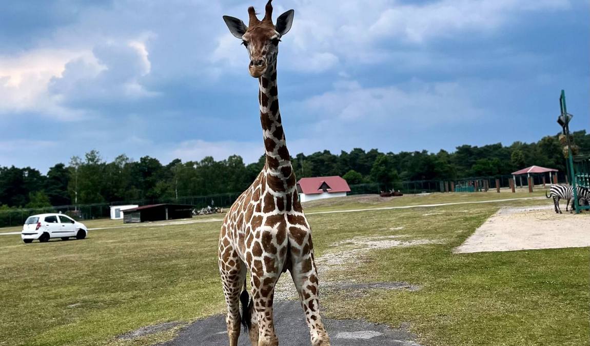 safari land stukenbrock photo 6