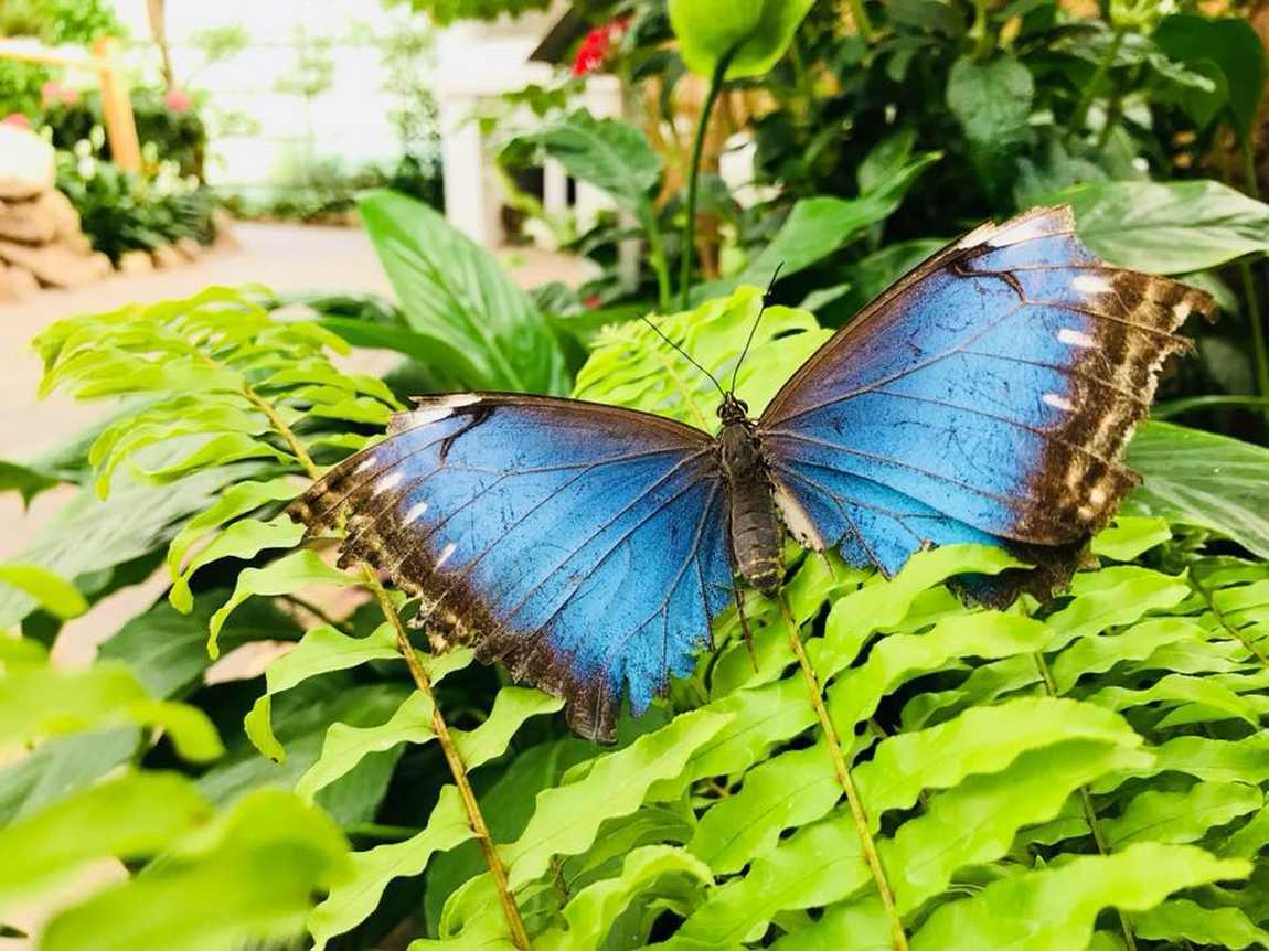 friedrichsruh butterfly garden photo 1