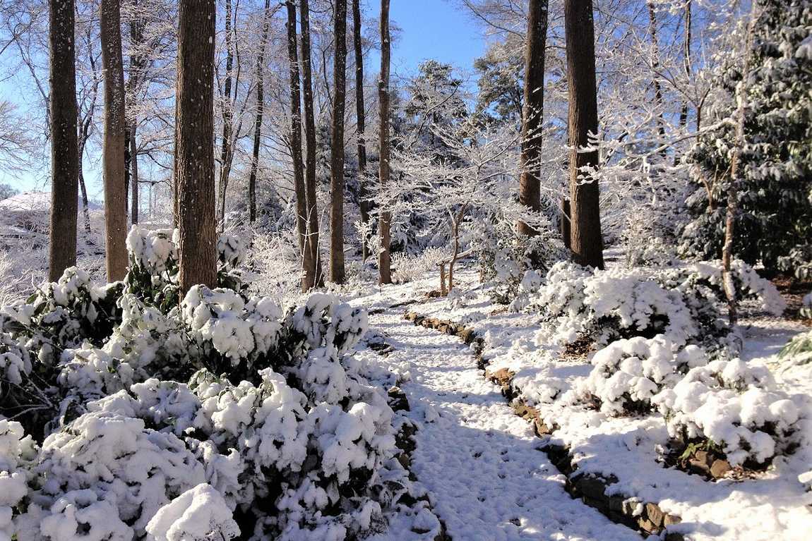 maplewalk garden photo 5