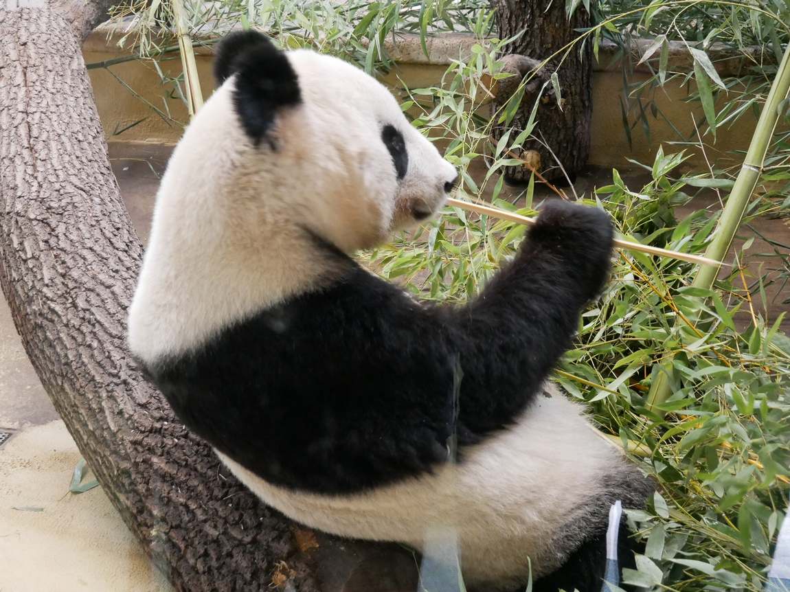 schönbrunn zoo photo 7