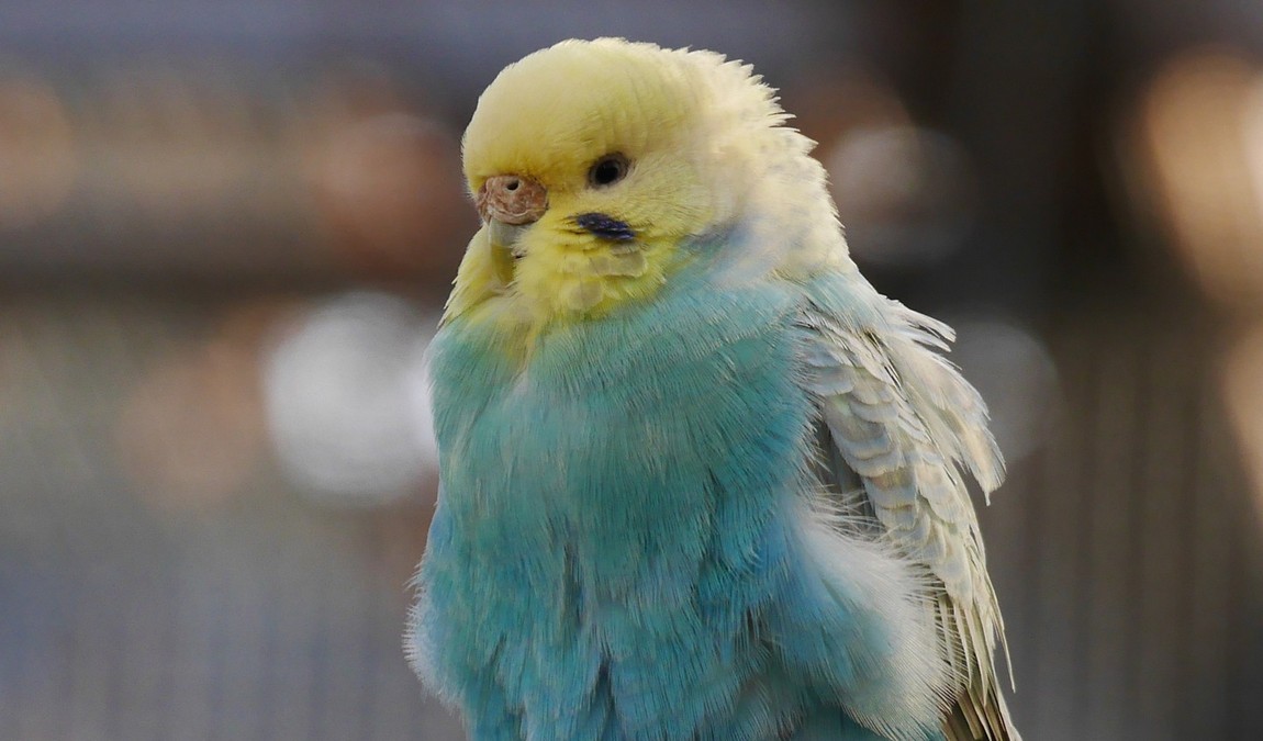 bischofswerda zoo photo 4