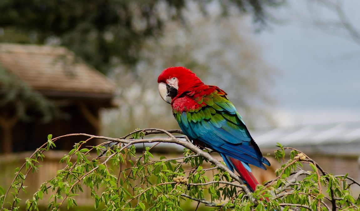 vogelpark heiden photo 1